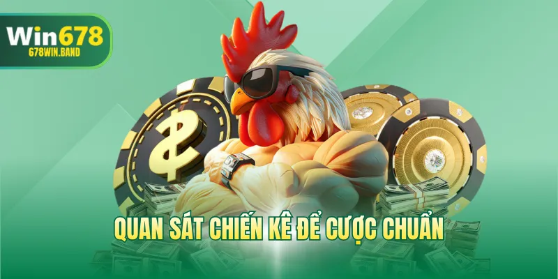 Quan sát chiến kê để cược chuẩn